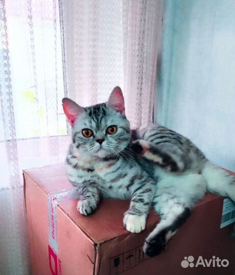 Кошка на вязку