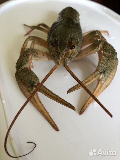 Продажа раки