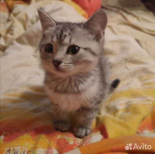 Маленькая леди