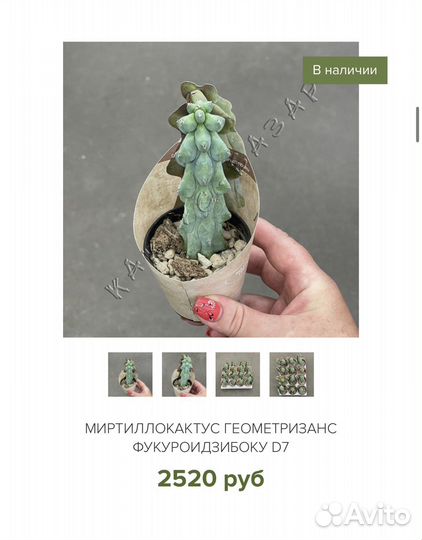 Кактусы Италия