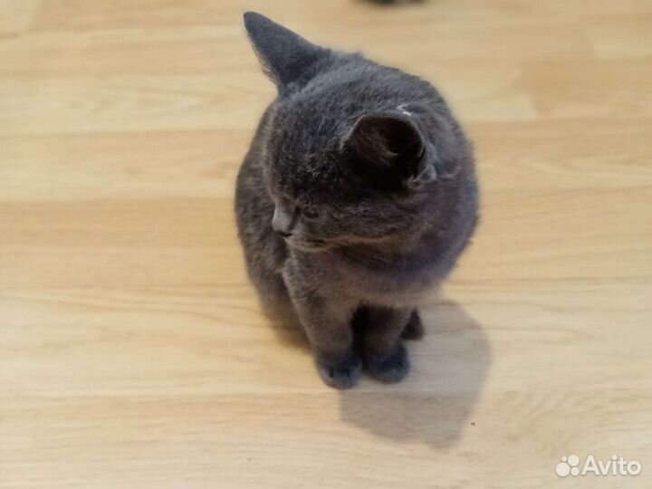 Русская голубая кошка