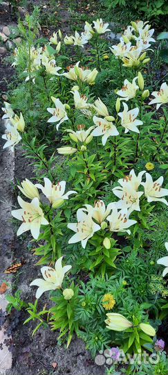 Цветы лилии садовые