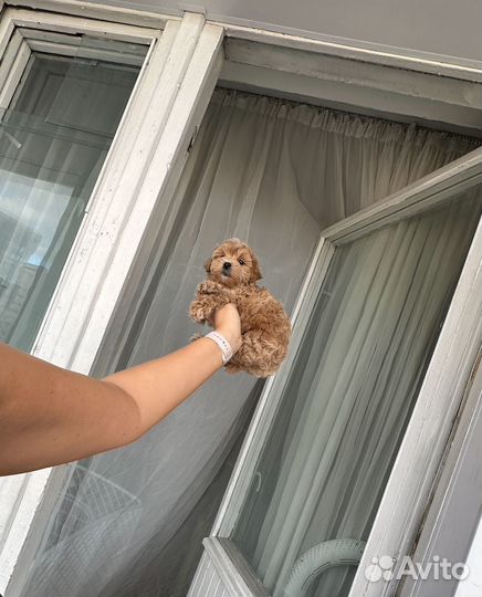 Мальтипу f1 мальчик стандарт, мишка мохнатый