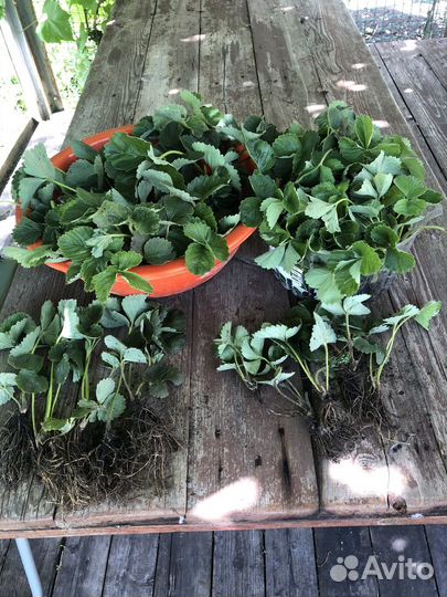 Рассада клубники Купчиха