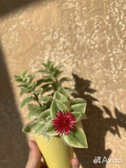 Часть 8. Каллизия, аптения, пеперомия черепашка