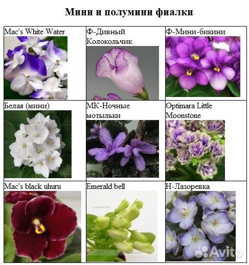 Фиалки (сенполии)