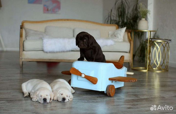 Щенки лабрадора