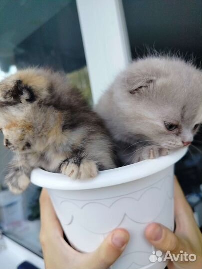 Котята скоттиш фолд
