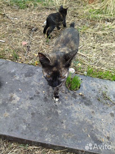 Кошка с котятами в добрые руки