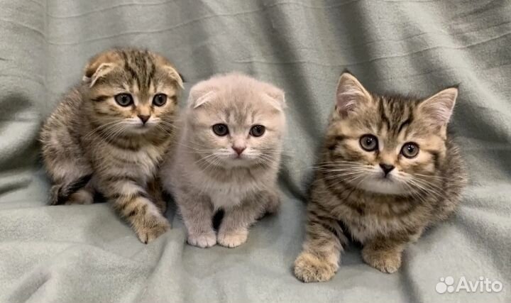 Шотландские вислоухие и прямоухие котята