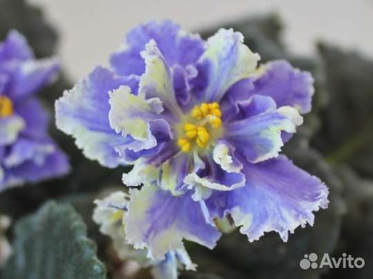 Сортовые фиалки