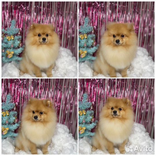 Немецкий шпиц вязка