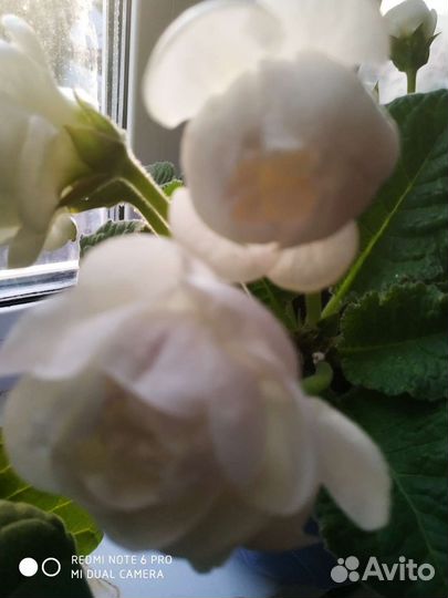 Глоксиния махровая