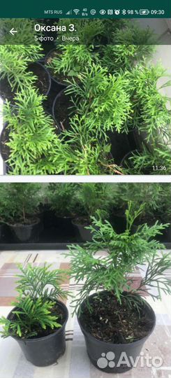 Туя смарагд