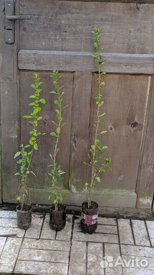 Саженцы Айва японская (Хеномелес, северный лимон)