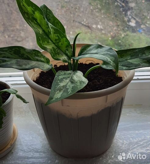 Домашние растения