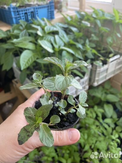 Мята сортовая гибридная