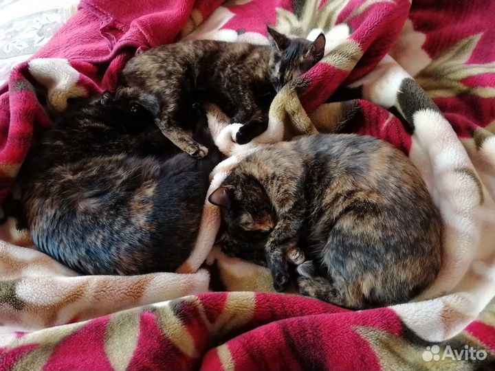 Передержка кошек/котов домашняя