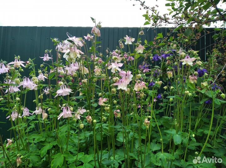 Саженцы многолетников