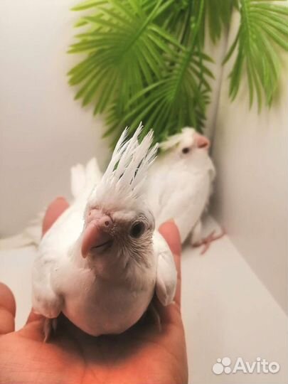 Ручные птенцы кореллы