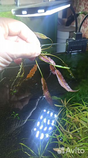 Аквариумное растение