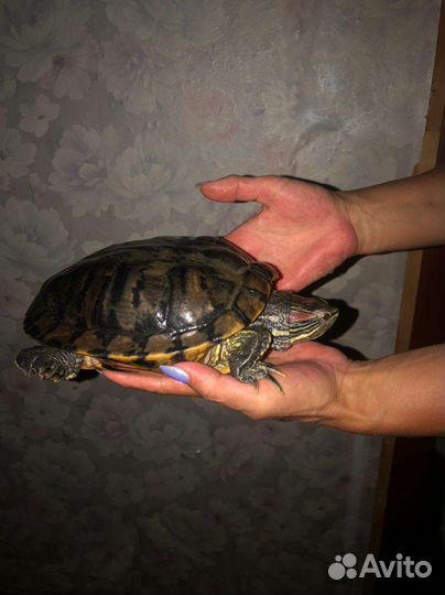Черепахи