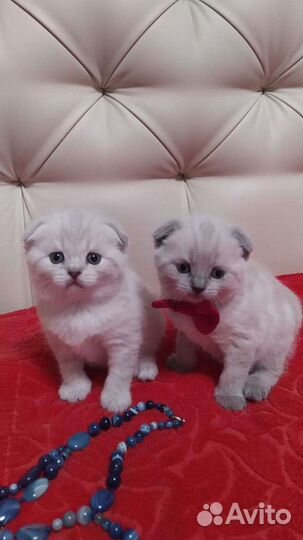 Шотландский кот для вязки