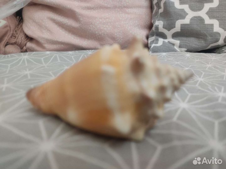 Морские ракушки