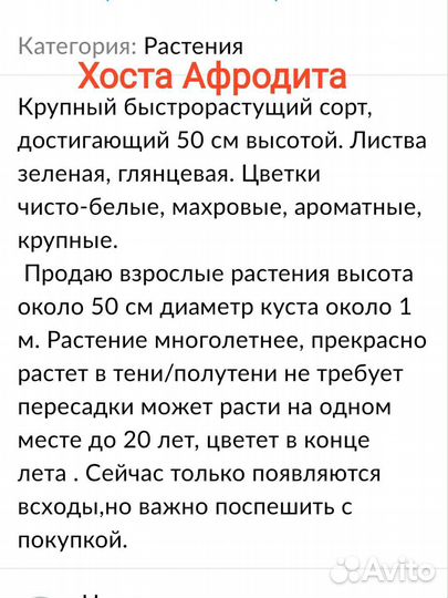 Хоста ланцетовид. ;хоста Афродита. Гейхера.Очиток