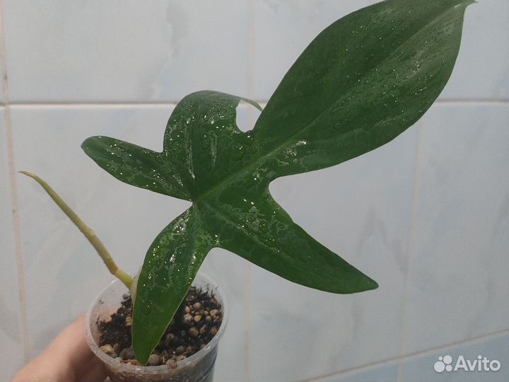 Филодендрон