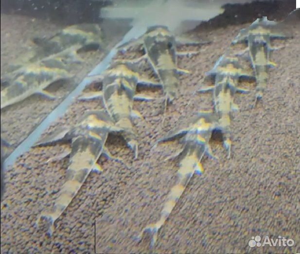 Симилима Лорикария Королевская мирный редкий сом