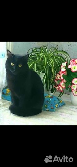 Кошка в добрые руки