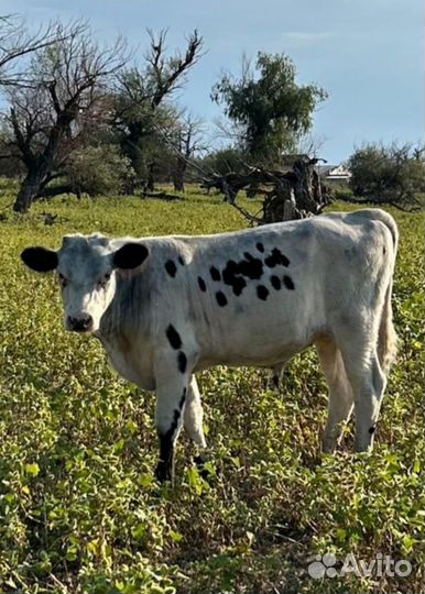 Бычки и телочки телята