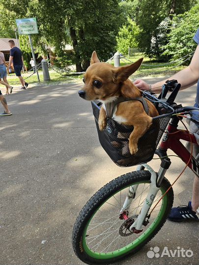 Вязка кобель чихуахуа