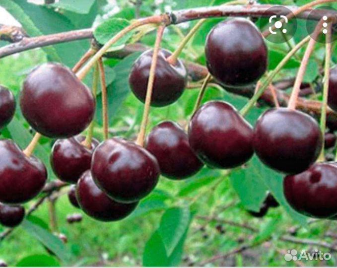 Саженцы вишни Владимировка
