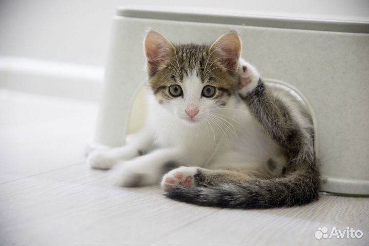 Котенок (мальчик) 2 мес в добрые руки