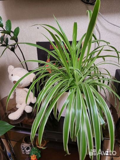 Домашние растения