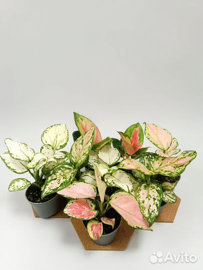 Аглонемы сортовые