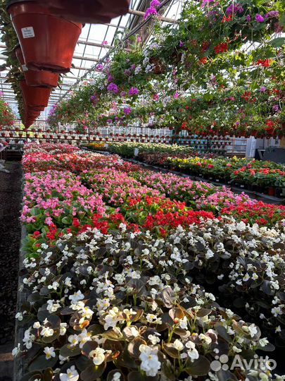 Рассада цинерария бегония для клумбы