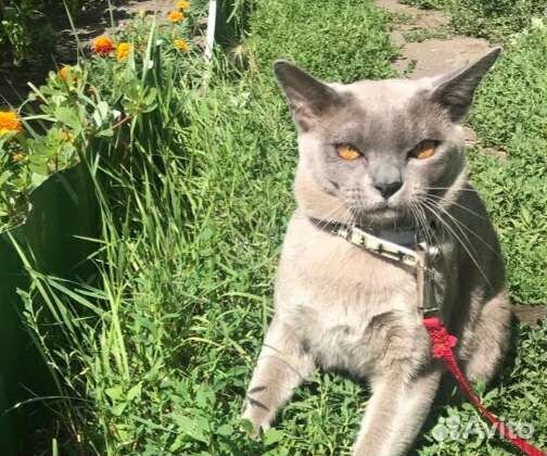 Европейская бурма