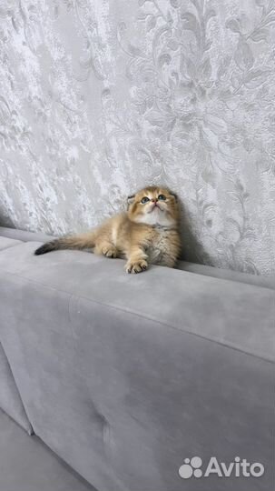 Шотландские котята