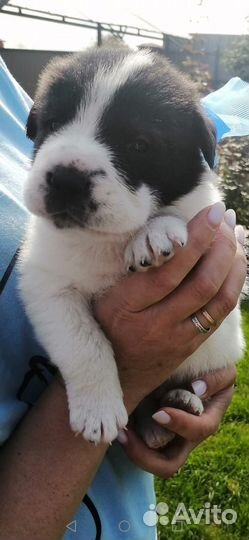 Щенки карапузы в добрые руки