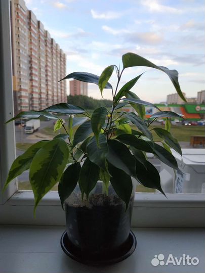 Фикус бенджамина