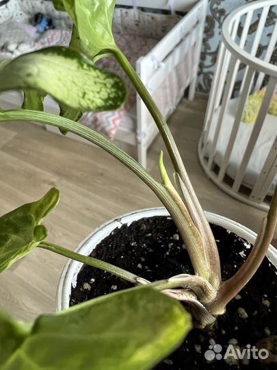 Сингониумы и другие растения