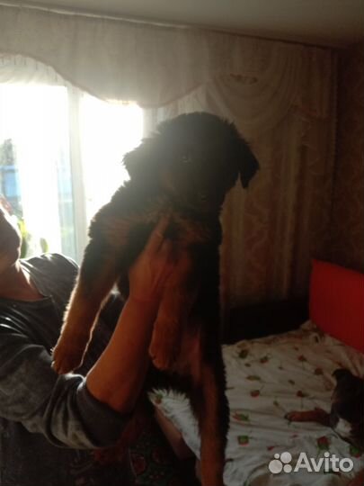 Щенки бордер колли