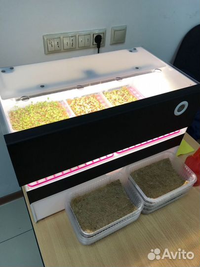 Миниферма микрозелени