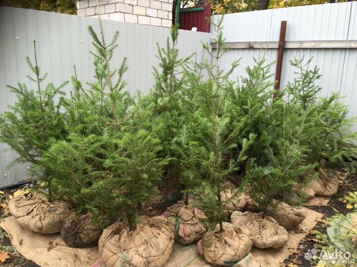 Пихта сибирская