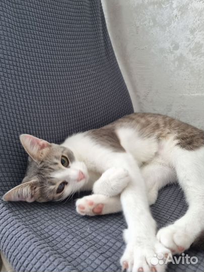 Кошка в дар