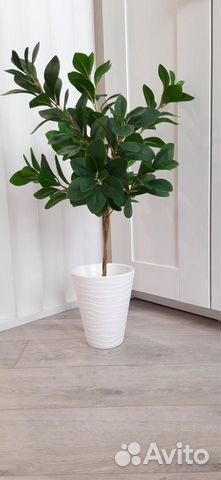Искусственное растение/цветок. Фикус