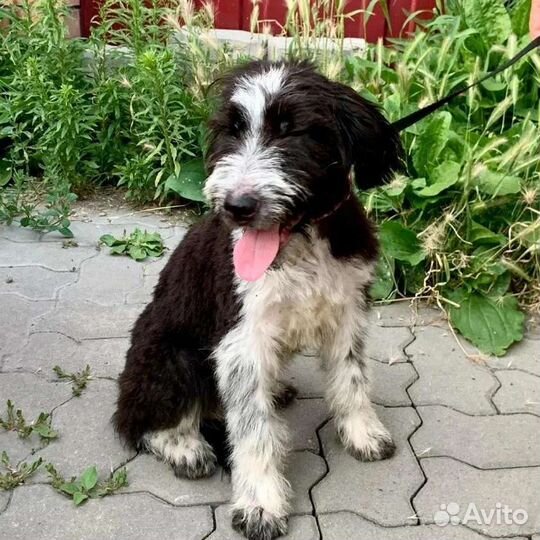 Красавчик щенок